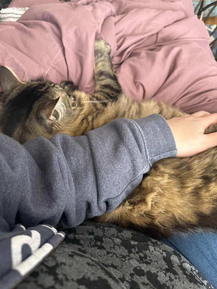 Virgil, a Maine coon cat, is draped across his owner’s lap