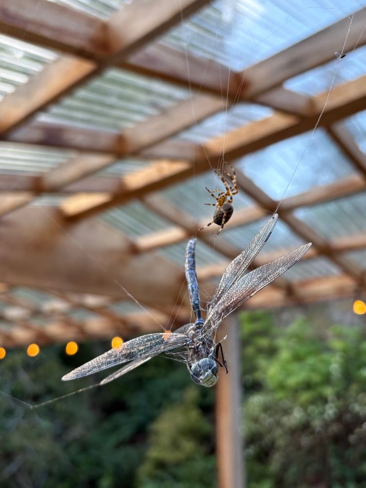 A mamats'iik'ay/dragonfly is caught in a spiderweb, yang.gajing/spider is ready to move in.