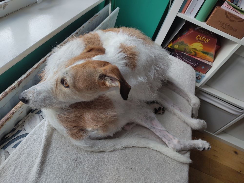 A brown and white sighthound lies in a window seat, watching the outside world for things that can be barked at. 