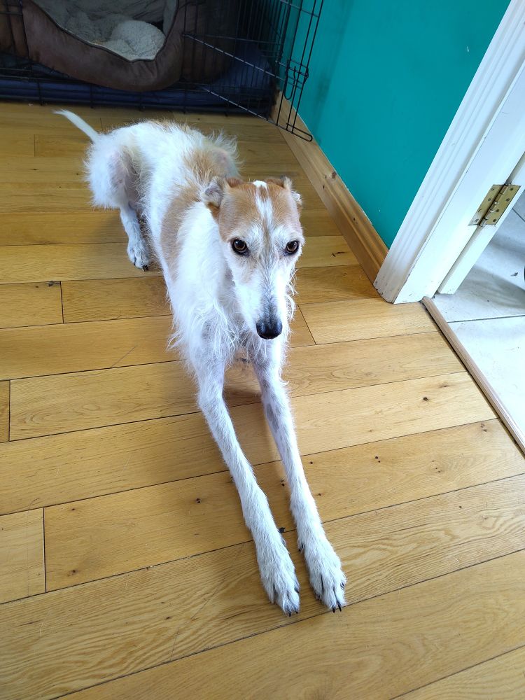 A brown and white sighthound lies in front of the camera person. She is, in fact, begging for food. 