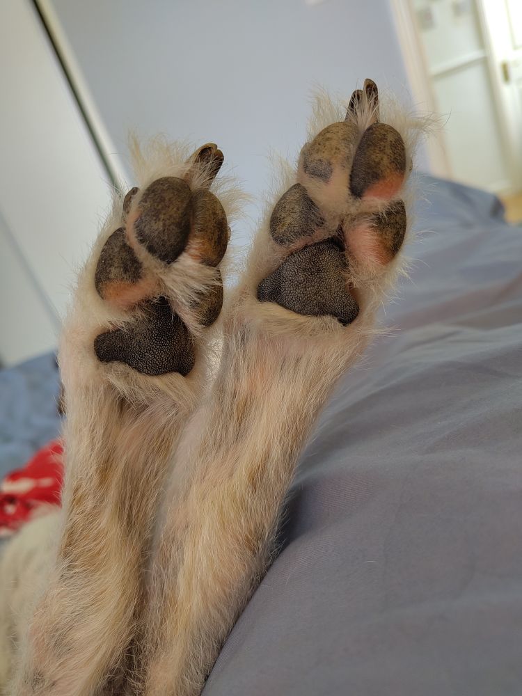 A, close up photo of the paw pads of a dog. The dog is white, the pads are mostly black with a couple of pink spots. 