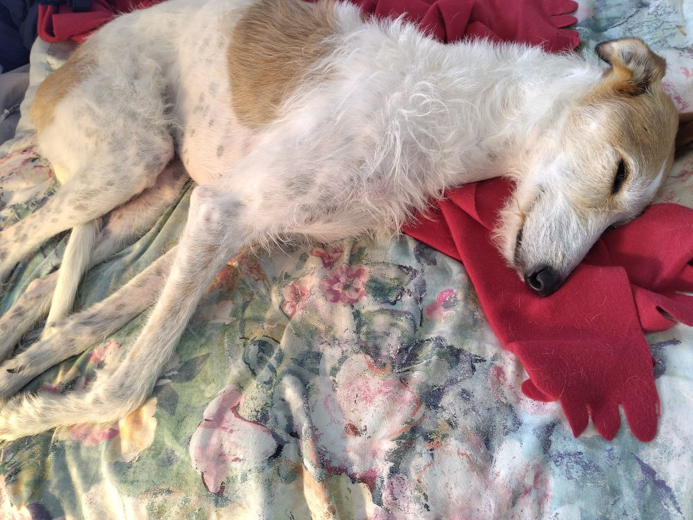 A brown and white sighthound lies asleep on a bed, as she has done for days now, in protest of the change in weather. 