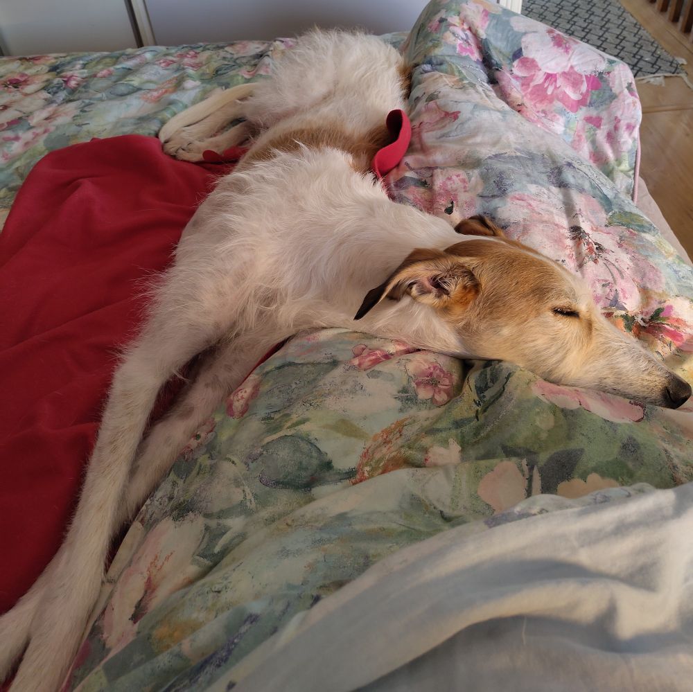 A brown and white sighthound lies against someone's legs, fast asleep on a bed. 