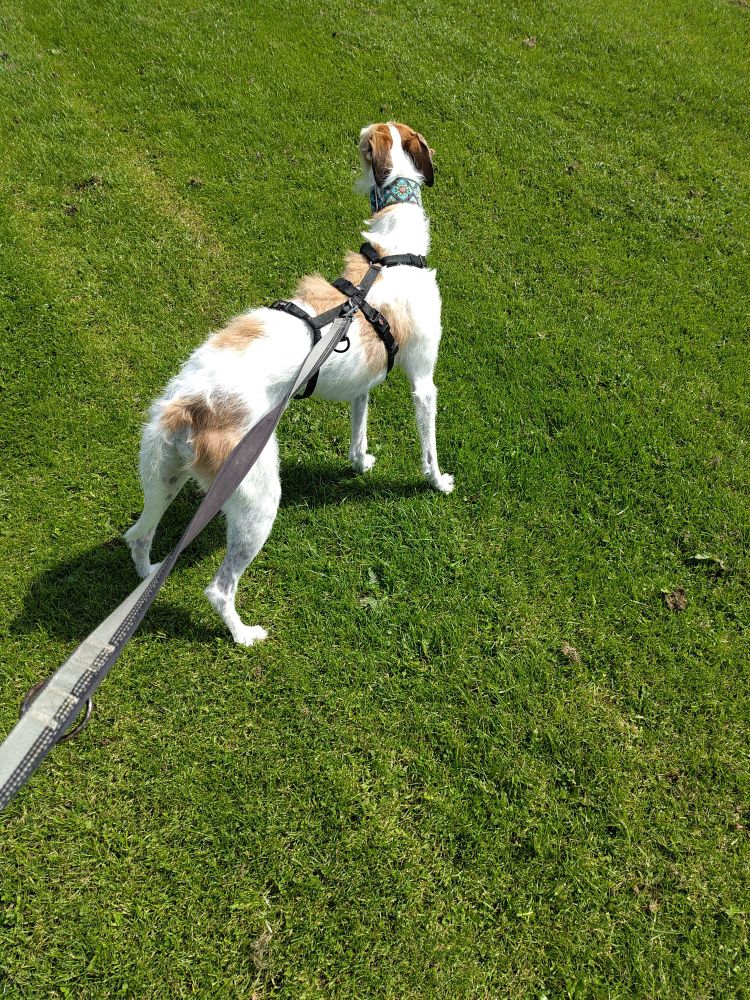 A brown and white sighthound stands in a park halfway between her home and a cafe, and makes it clear she is not going to turn around and go home, at least not without a fight that will be very amusing to onlookers, and annoying to her owner. 