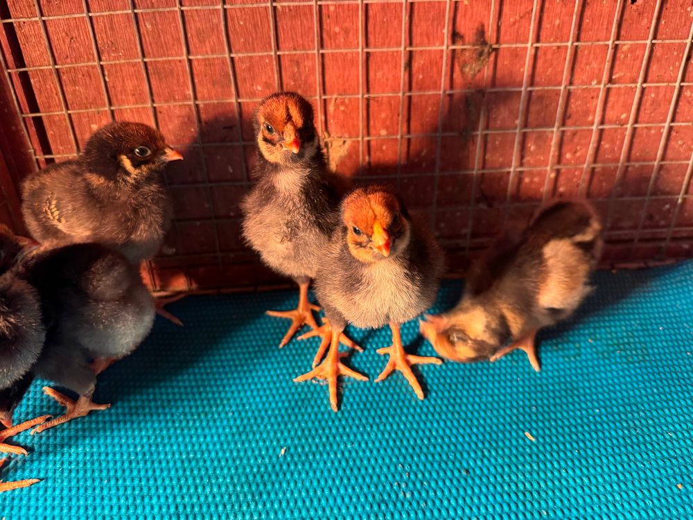 Black Wynadotte chicks 
