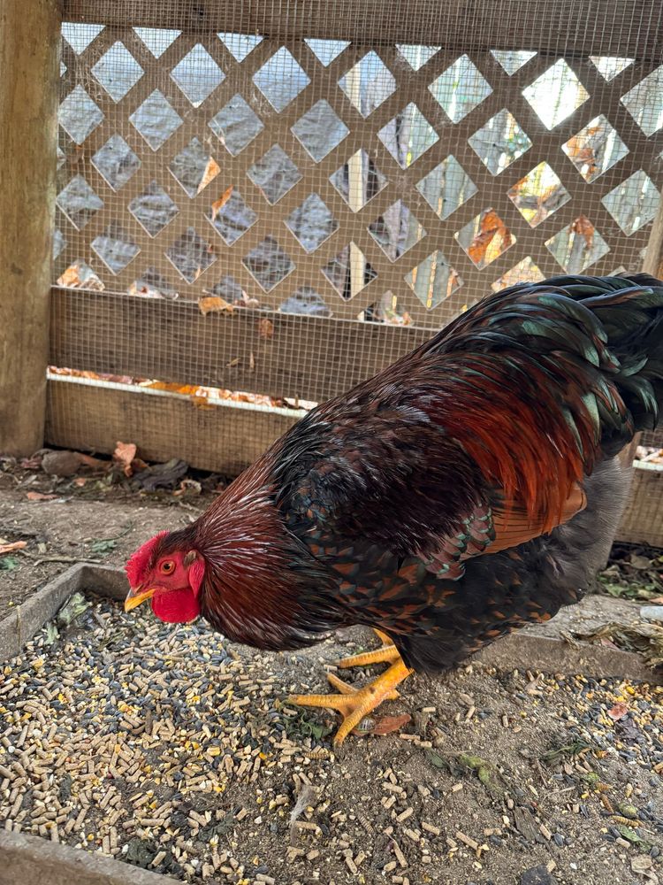 Jason the rooster enjoys breakfast 