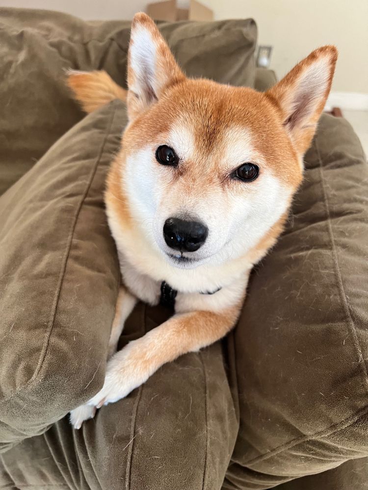 Maggie, a red Shiba Inu, is sitting on top of throw pillows on a loden green couch. She is partially sunken into the pillows. She is s cutie.