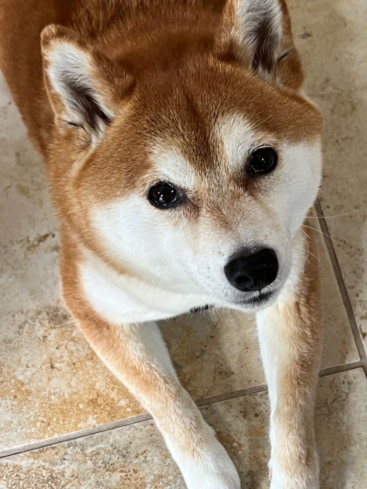 Maggie, a red Shiba Inu, looks up from a tile floor innocently.