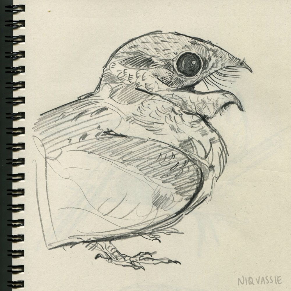 sketchy pencil drawing of a nightjar bird in profile with a big round eye and and open beak.
