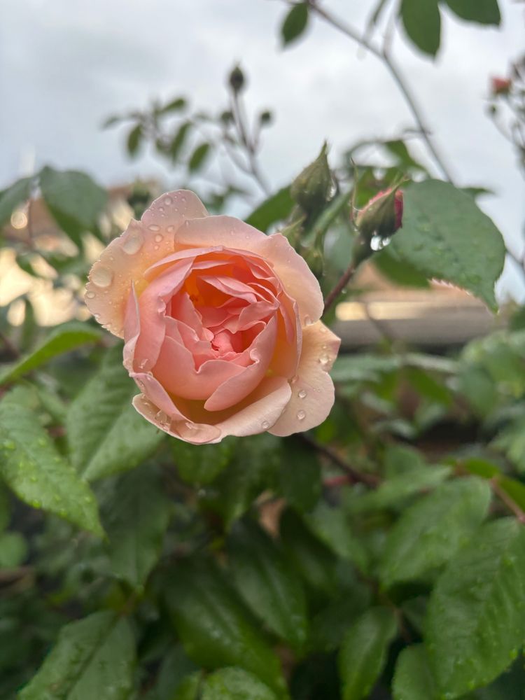 A salmon-pink rose.