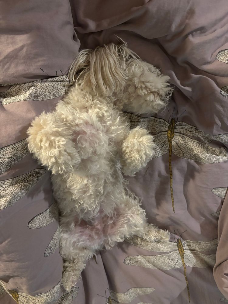A small white dog, sprawling. 