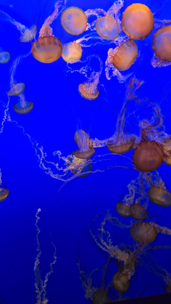 Jellyfish