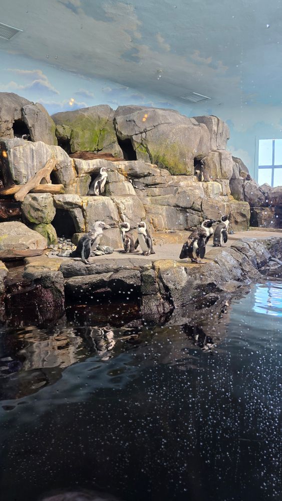 Penguins