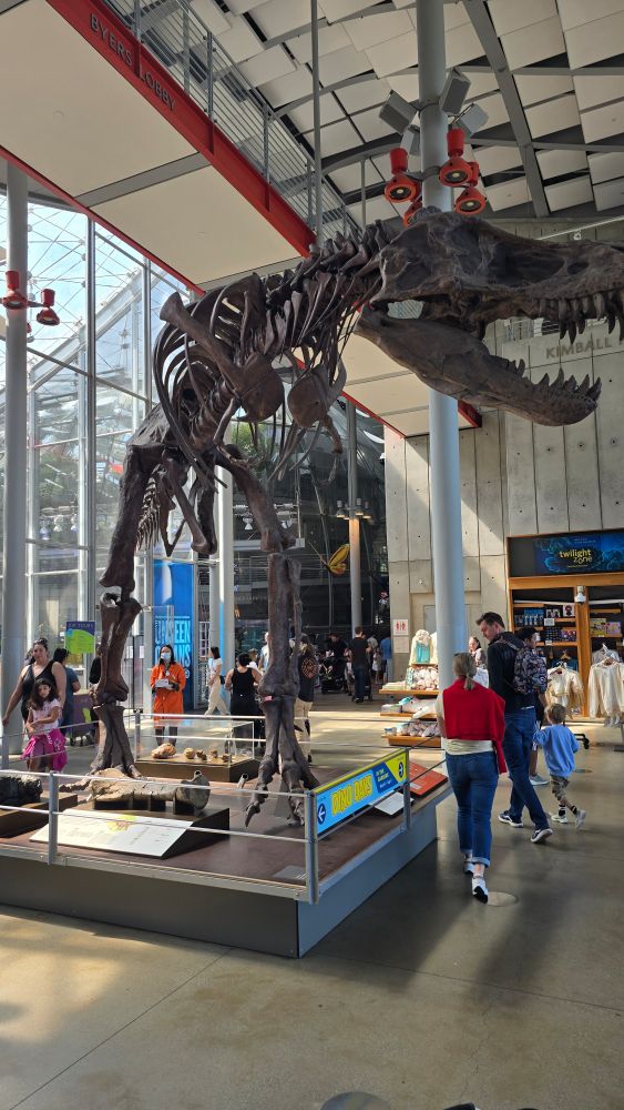 Dinosaur bones 