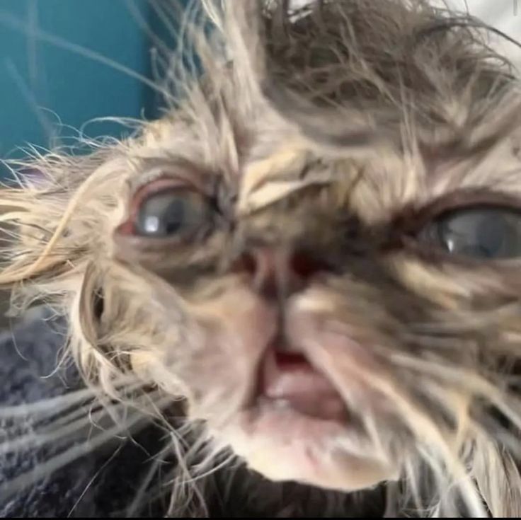 A picture of a very disheveled looking cat, reflecting how I feel right now