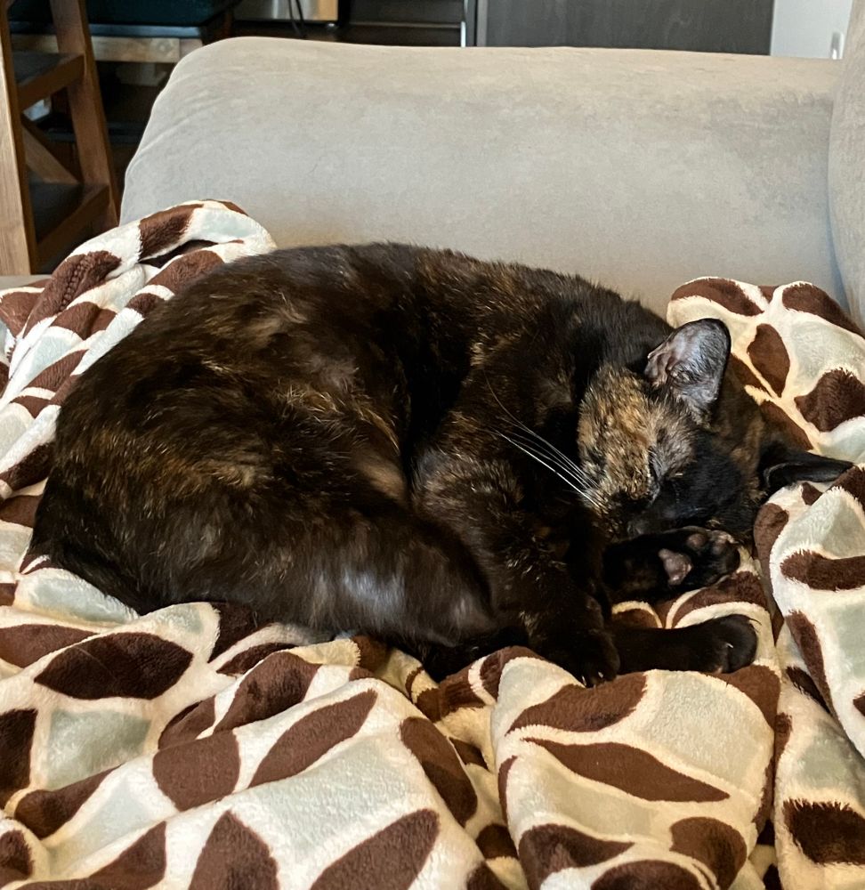 Tortie sleeping and hogging the couch blanket