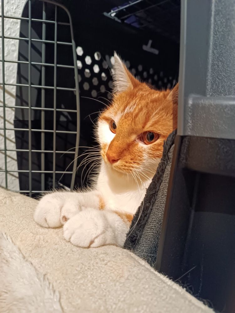 Ein orange weißer Kater liegt in einer grauen Transportbox. Die Vorderpfoten liegen auf dem Rand eines weißen Kissens.
