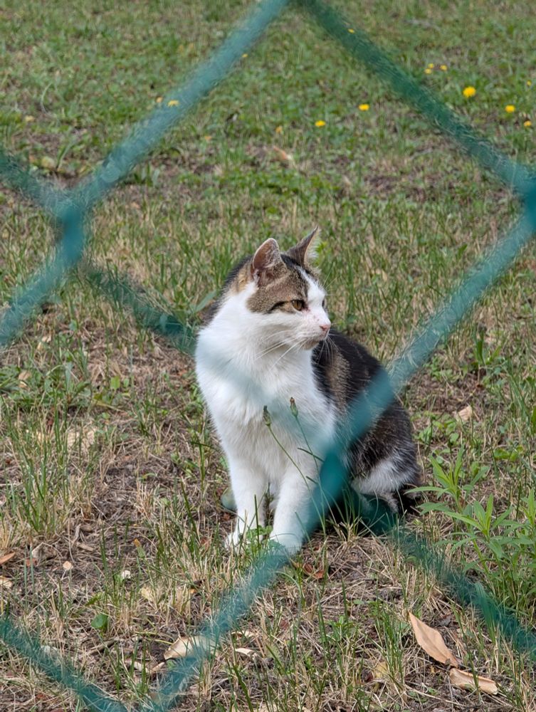 Chatte des voisins qui m'ignore complètement en tournant la tête dans une autre direction.