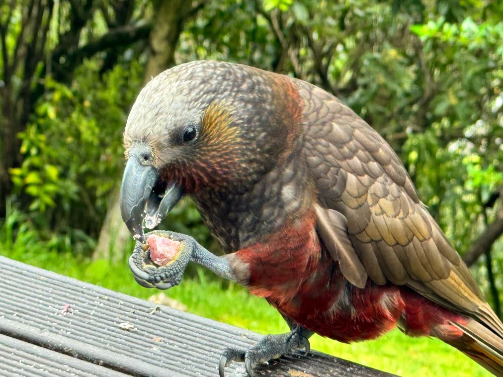 Kaka eating a fat bomb from the bird feeder
