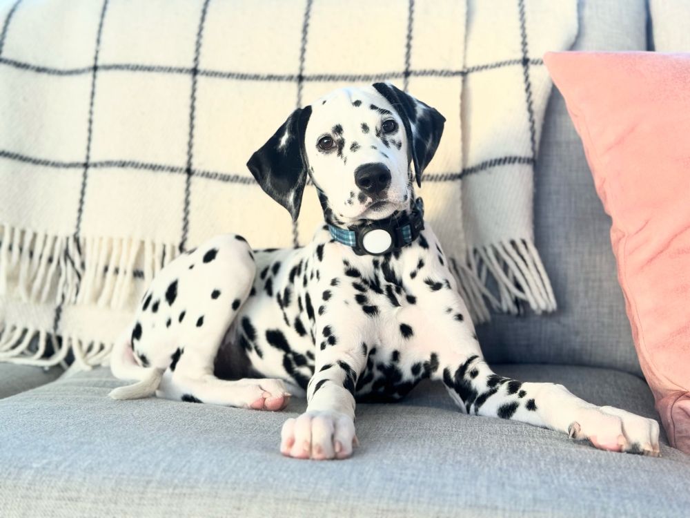 Dalmatian puppy trying to be too cute to be removed from the couch