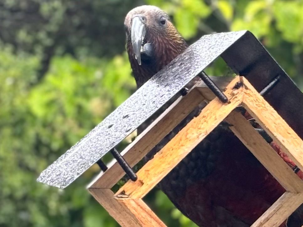 Kaka eating sunflower seeds