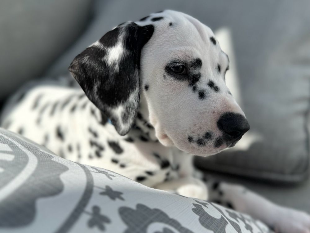 Dalmatian puppy