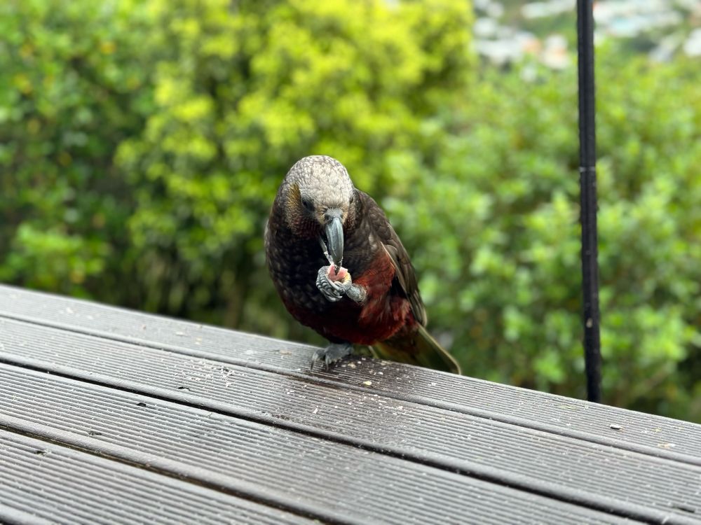 Kaka eating a fat bomb from the bird feeder