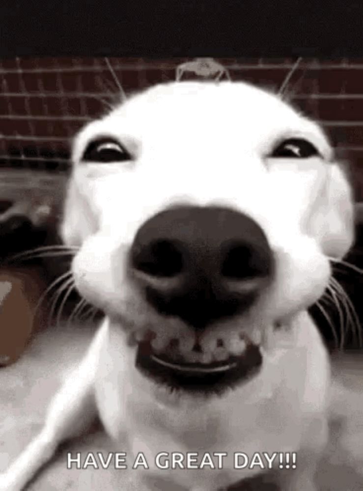 a white dog is smiling and looking at the camera with a brick wall in the background .