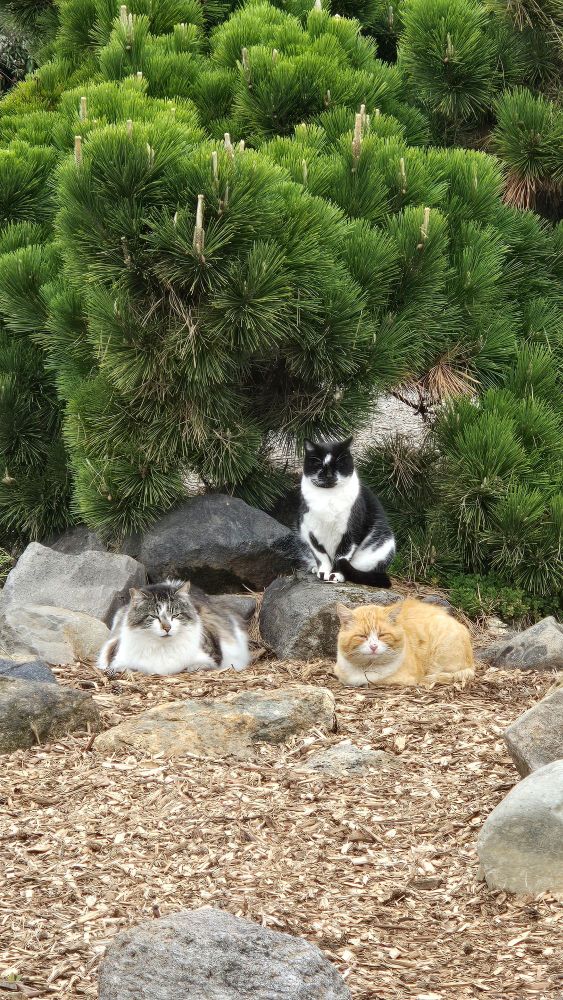 3 cats. One gray & WHite tabby, one Black & white tuxedo and orange and white tabby