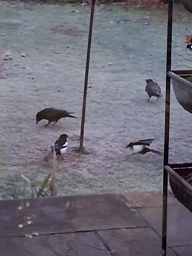 2 magpies and 2 crows on a frosty lawn.