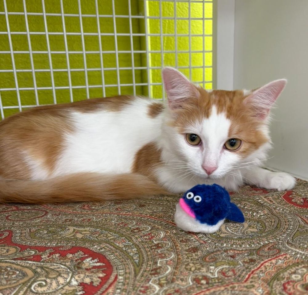 A photo of Butterfly, an orange and white tabby. He is laying in an adoption cubby and leaning forward to investigate a small blue fish toy.