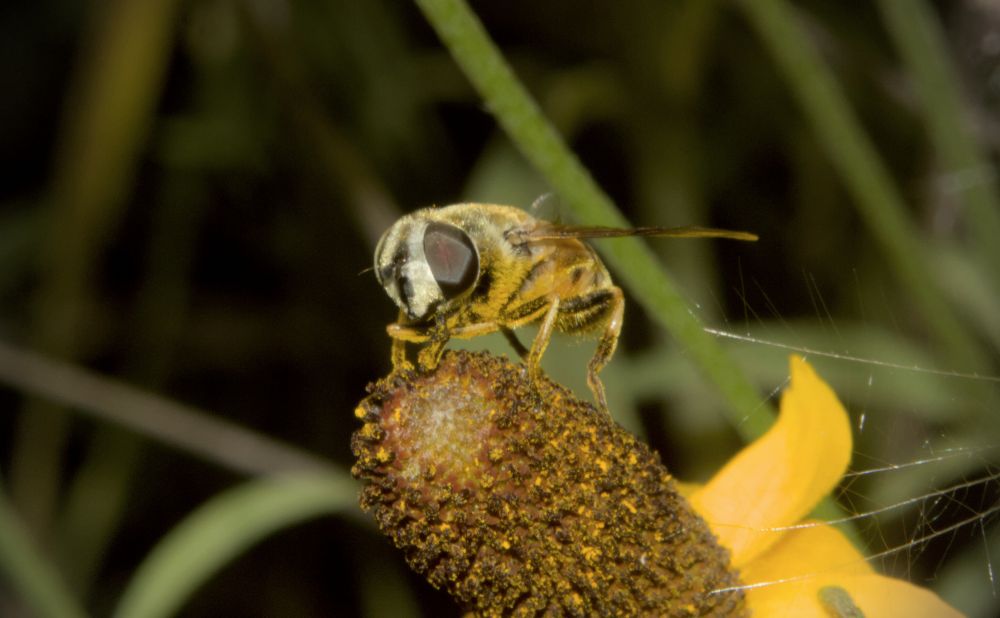 some sort of bee mimic fly perched on a flower