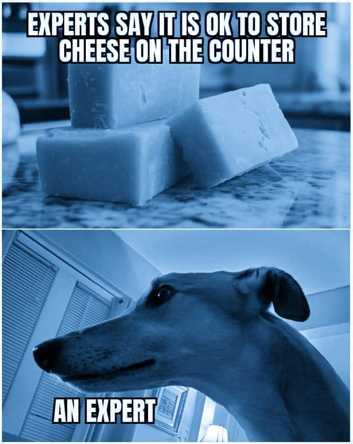 Frame 1, a white text headline that says: Experts say it is ok to store cheese on the counter. Frame 2, a greyhound dog smirking at the camera, photo taken from side profile.