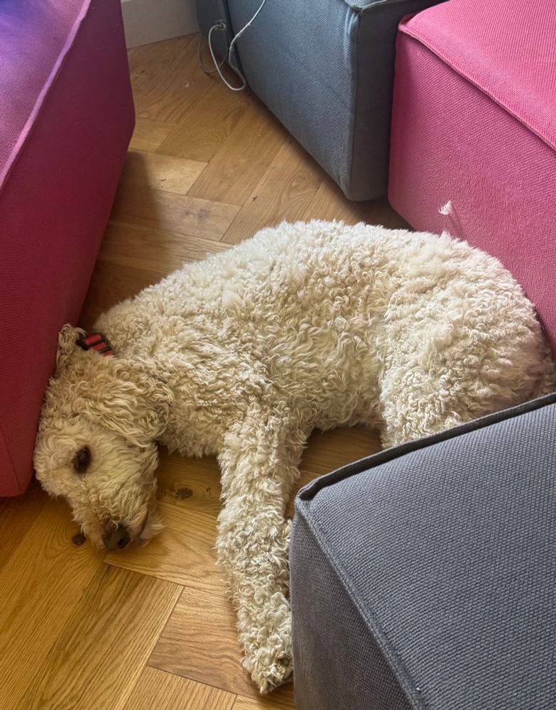 Brutus sleeping.