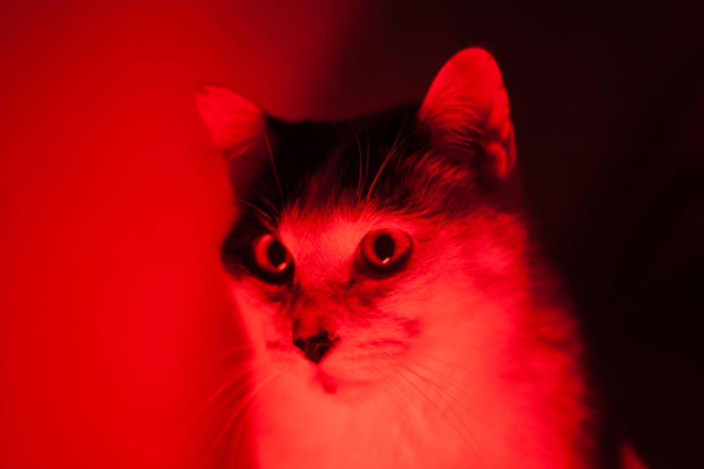 Lucifer as a cat gazing into the infernal horror of the world. basically a cat that likes red lights