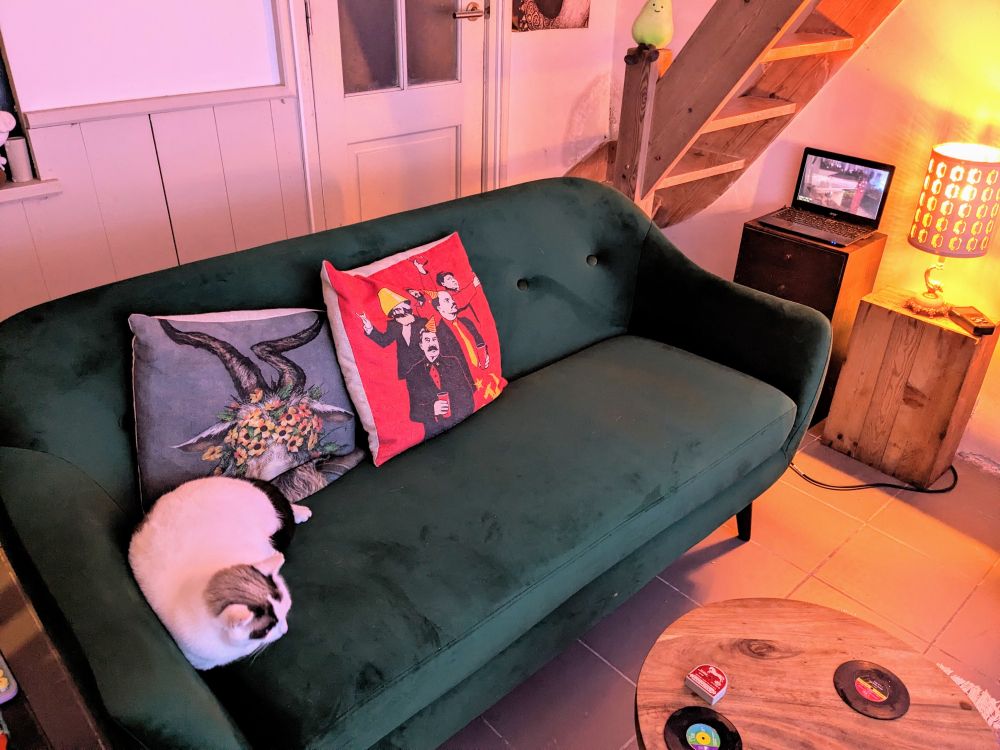 cat sitting on a couch I guess