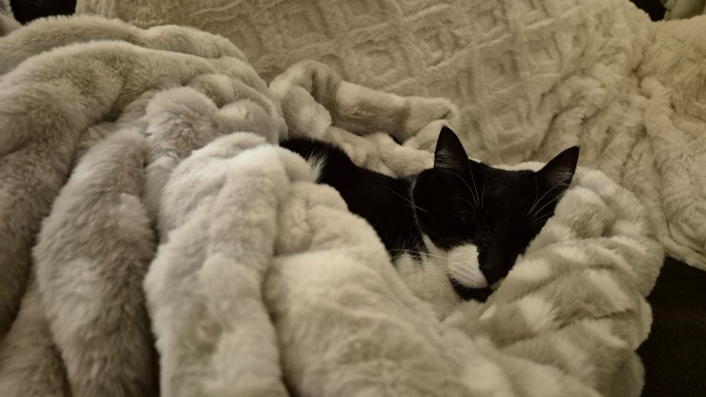 The same tuxedo cat, eyes closed and sleeping away the horrors