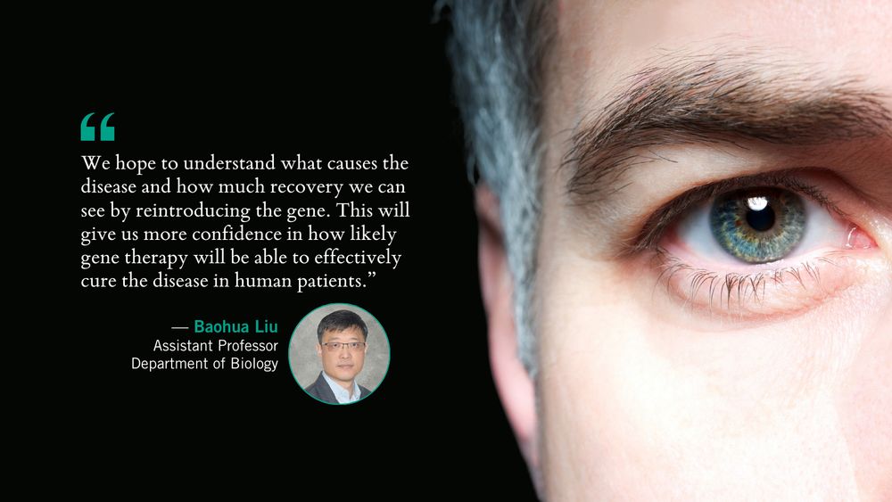 Headshot of Baohua Liu. In the background, a closeup of a blue human eye. Quote reads "We hope to understand what causes the disease and how much recovery we can see by reintroducing the gene. This will give us more confidence in how likely gene therapy will be able to effectively cure the disease in human patients.” - Professor Baohua Liu, Department of Biology