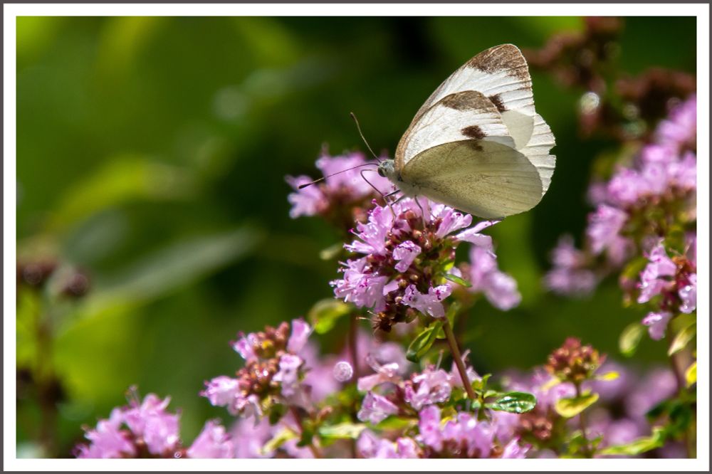 A cabbage white butterfly is perched on blooming oregano, sipping nectar. Raindrops are visible on the oregano. The butterfly is sharply in focus, while the green background is blurred.