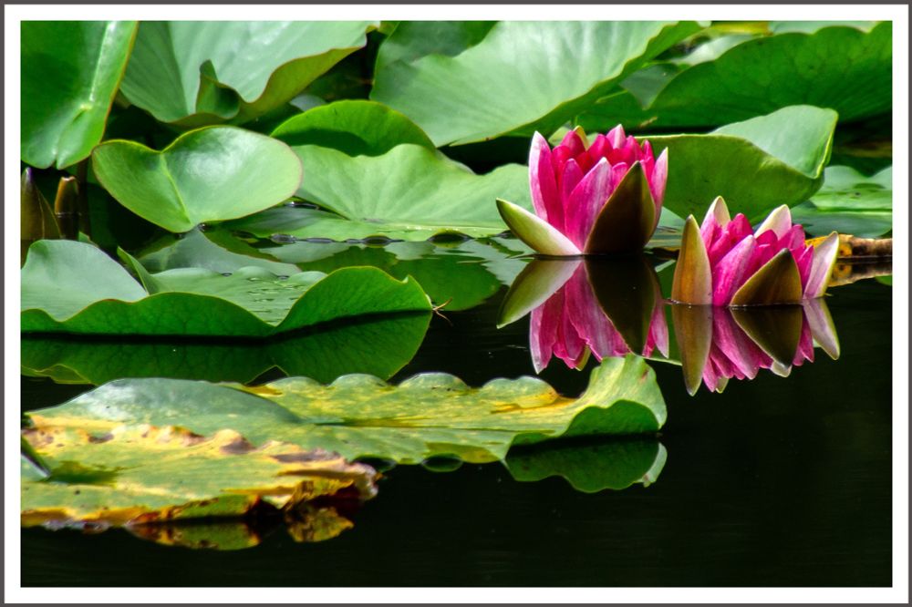 On a heath pond, water lilies are spreading. Two water lilies are beautifully reflected on the smooth, dark surface of the water.