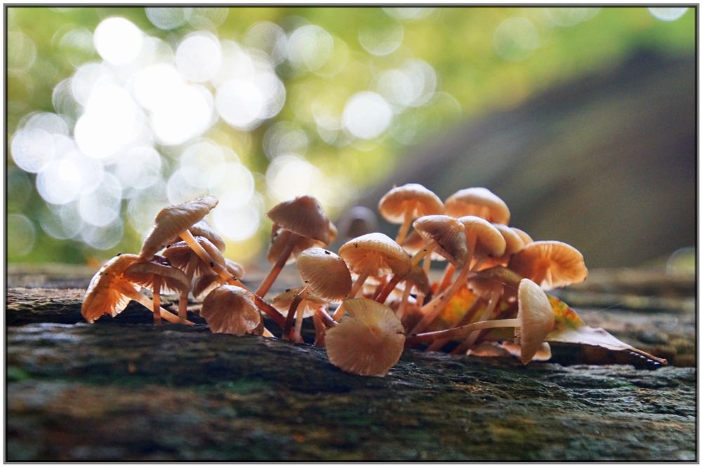 The macro photograph captures a section of a fallen tree, upon whose bark a cluster of small mushrooms has formed, standing together in a group. They all possess small caps and might belong to the group of Mycena, although I would not venture a precise classification. The background is blurred, displaying the bokeh of foliage from other trees, whose canopy allows the bright light of a slightly blue sky to shine through.