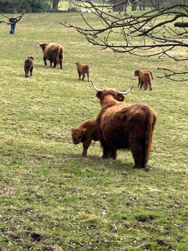 Back of a highland cow. Looking into the distance. In front of her looking towards the camera is a calf. Up ahead in the field there is a person standing with hands in hips waiting on them. There is a bucket next to them. One cow and three calf’s are moving towards them.