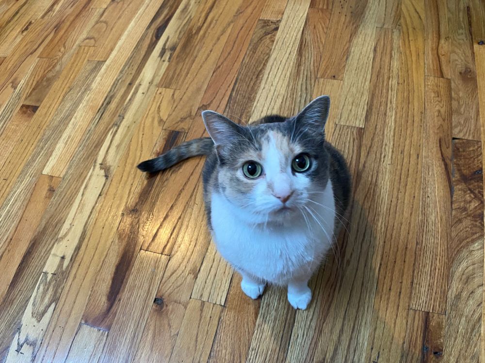 A diluted calico cat looking up at the camera 
