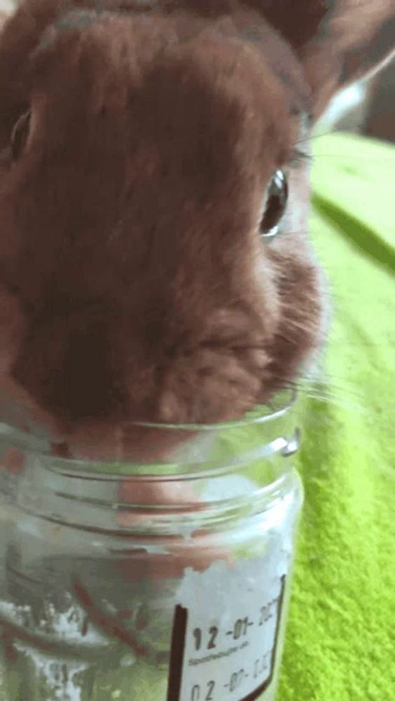 a close up of a rabbit in a jar that says 12-01-20