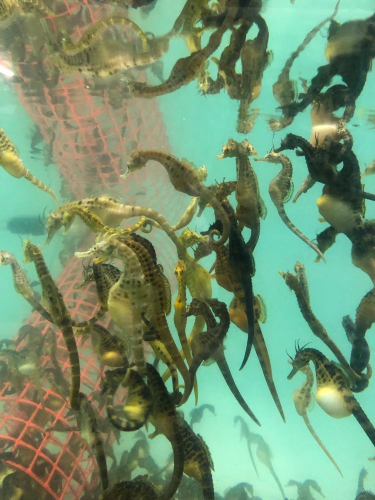 Pregnant male seahorses swimming in their breeding tank.