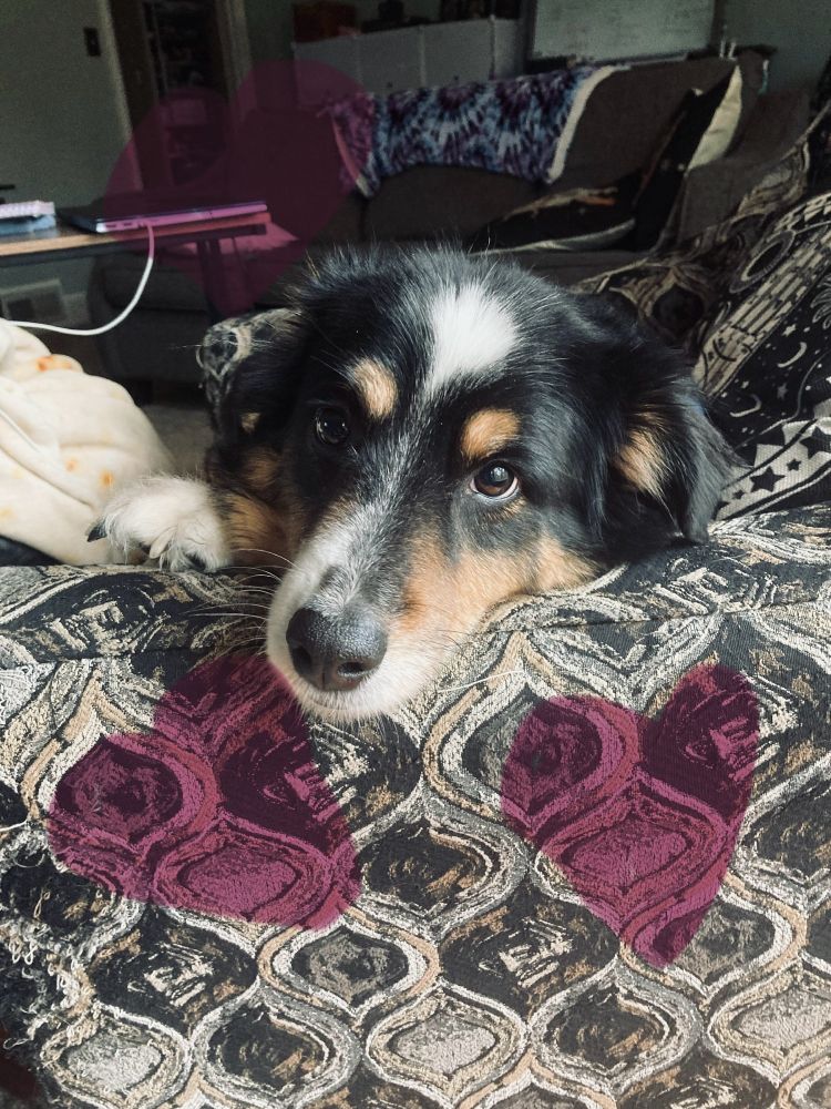 Aussie sitting on a chair 