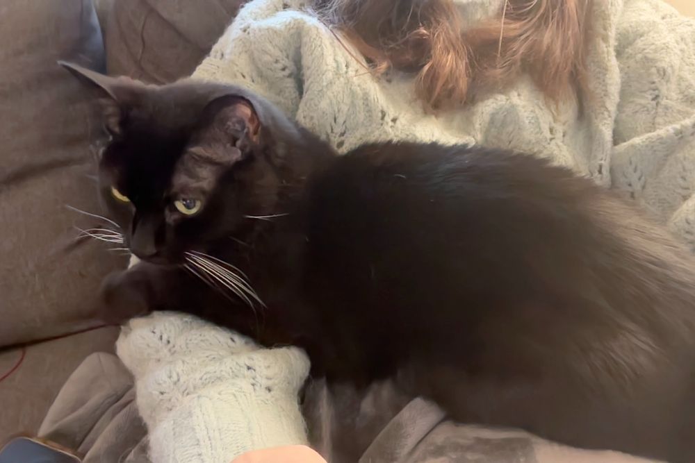 Jet, a black cat, sitting in my lap.