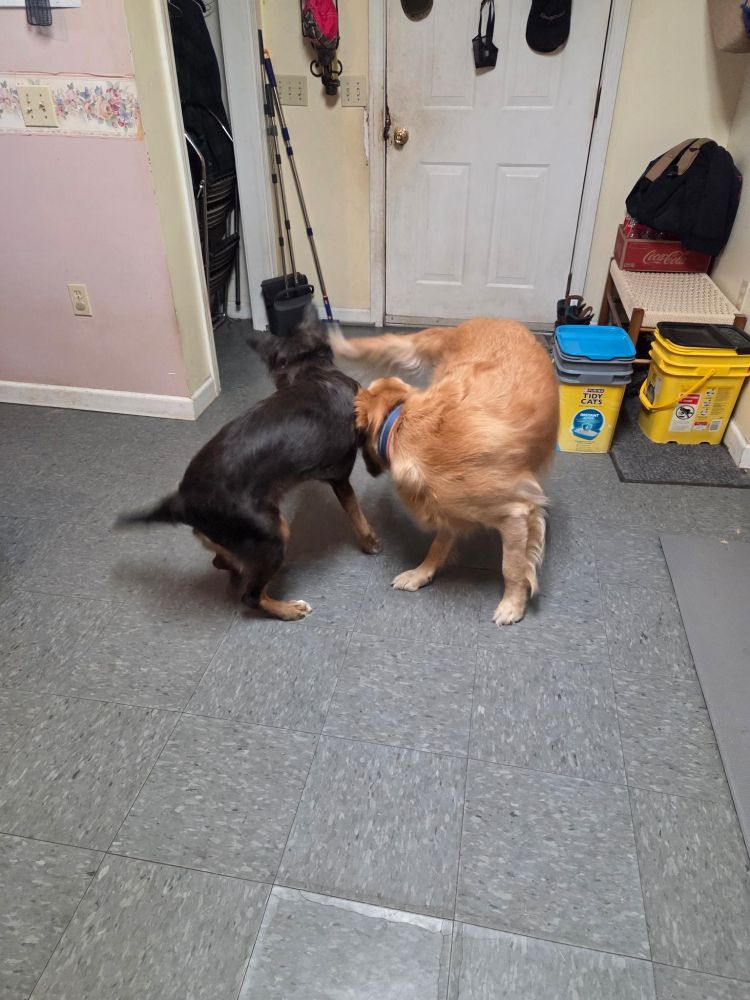 Remy and Odin playing now that Uncle Odie feels better! 