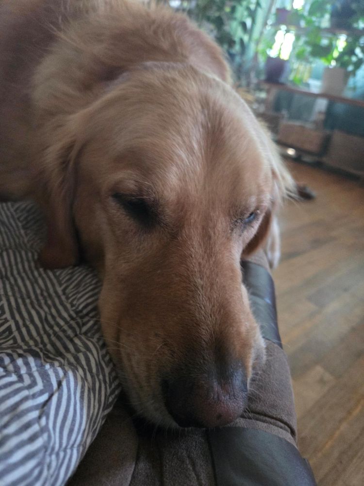 Odin, the golden sleeping on the ottoman. He was having some tummy trouble and Gigi nursed him back to himself.