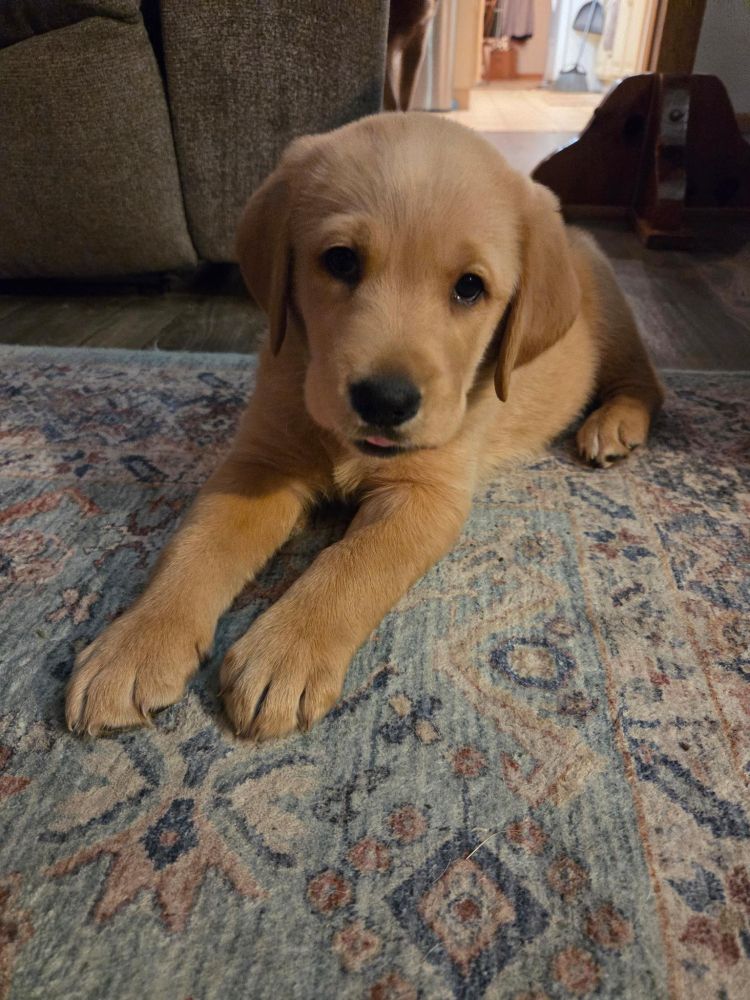 Hank, the new puppy trying to stay awake.